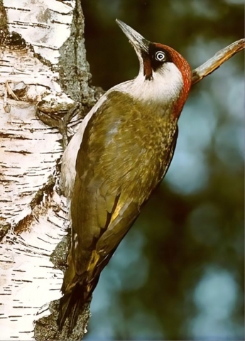 Green Woodpecker