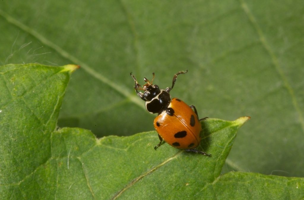 Adonis Ladybird (Hippodamia variegata)