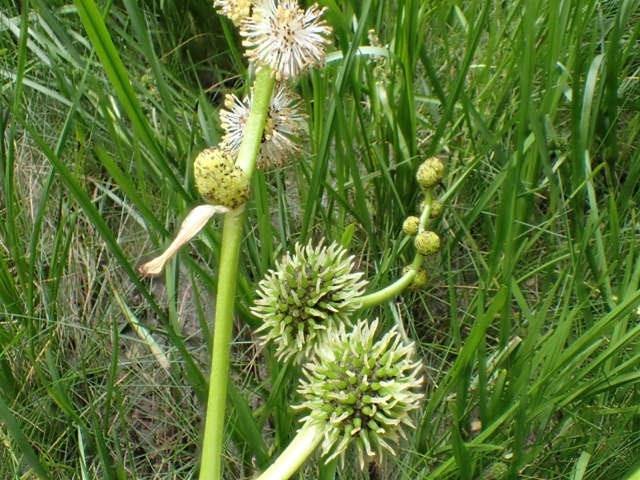 Branched Bur-reed