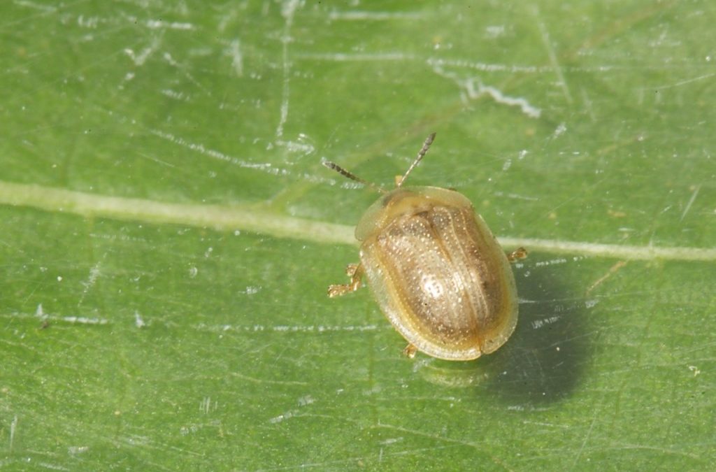 Pale Tortoise Beetle (Cassida flaveola)