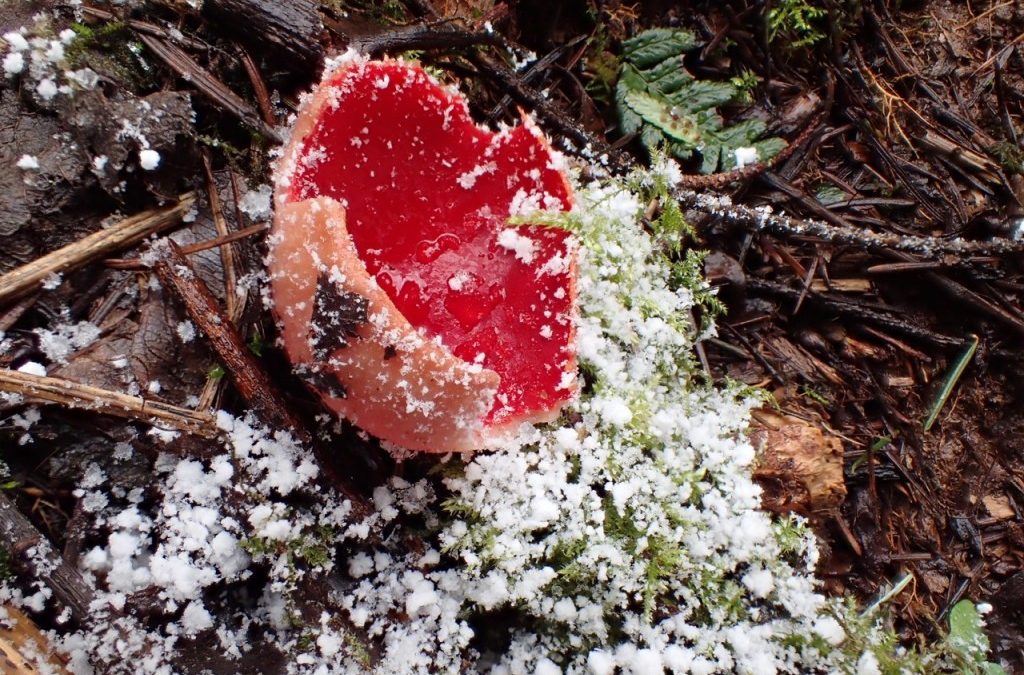 Elfcup (Sarcoscypha sp.)