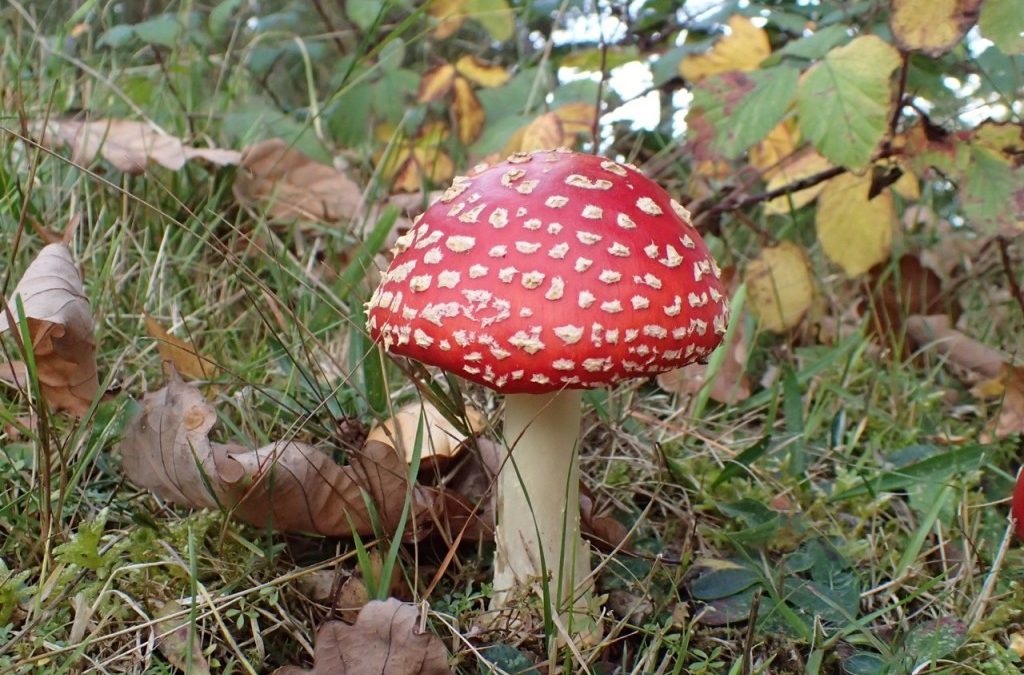 Fly Agaric (Amanita muscaria)