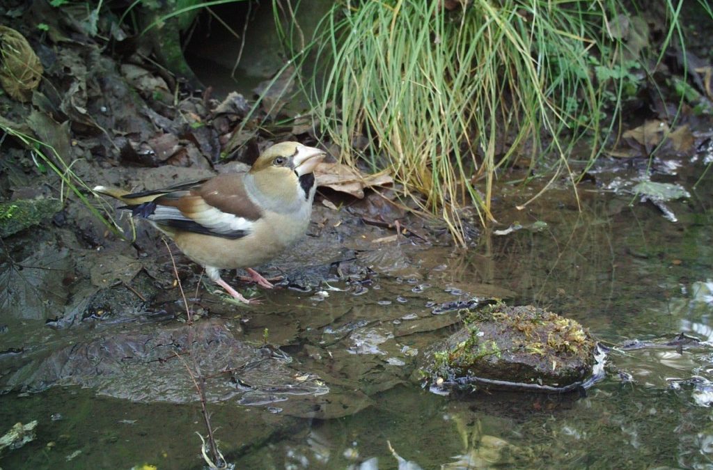 Hawfinch