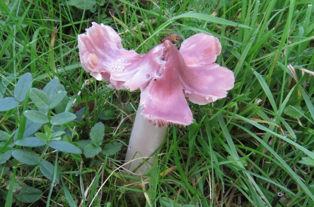 Pink Waxcap (Hygrocybe calyptriformis)