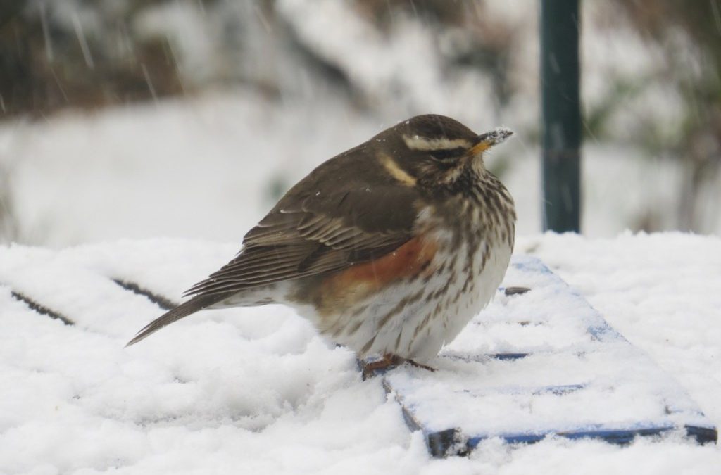 Birds in the snow