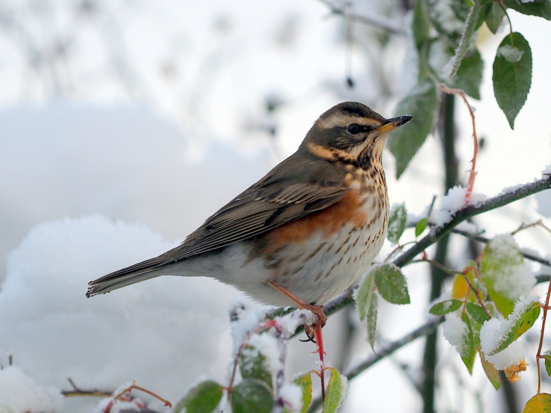 Redwing