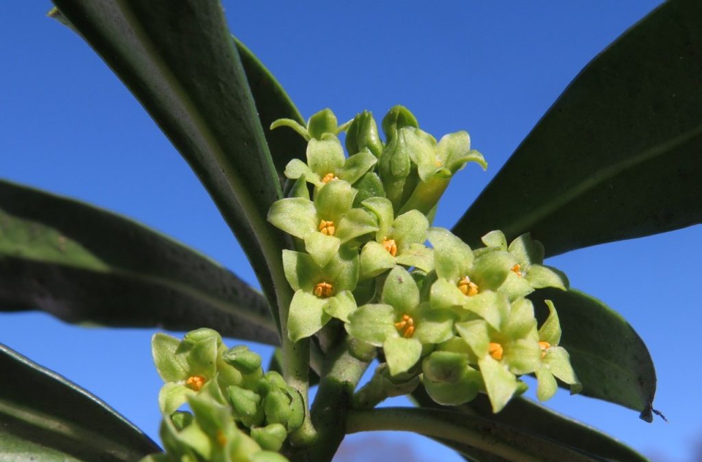 Spurge Laurel (Daphne laureola )