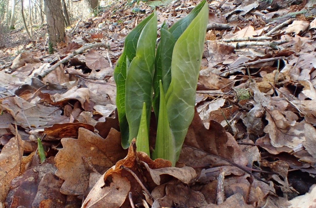 Signs of Spring!