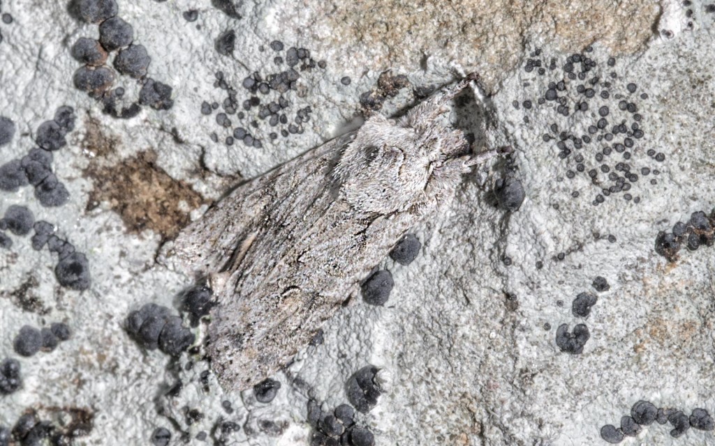 Grey Shoulder Knot moth