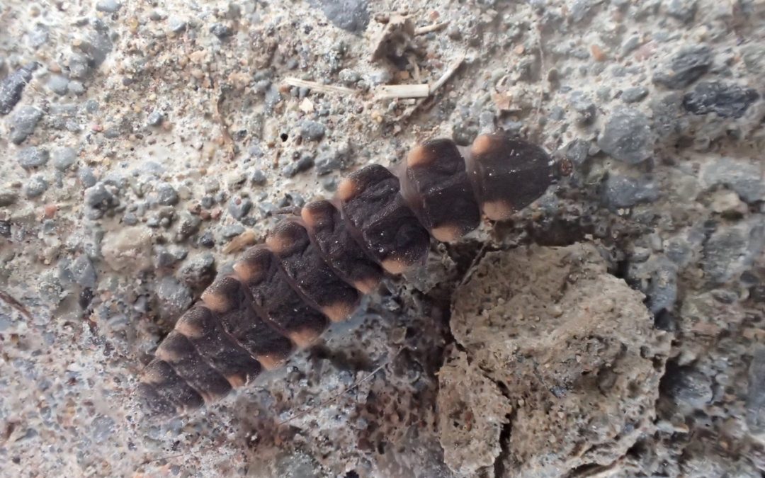 Glowworm larva!