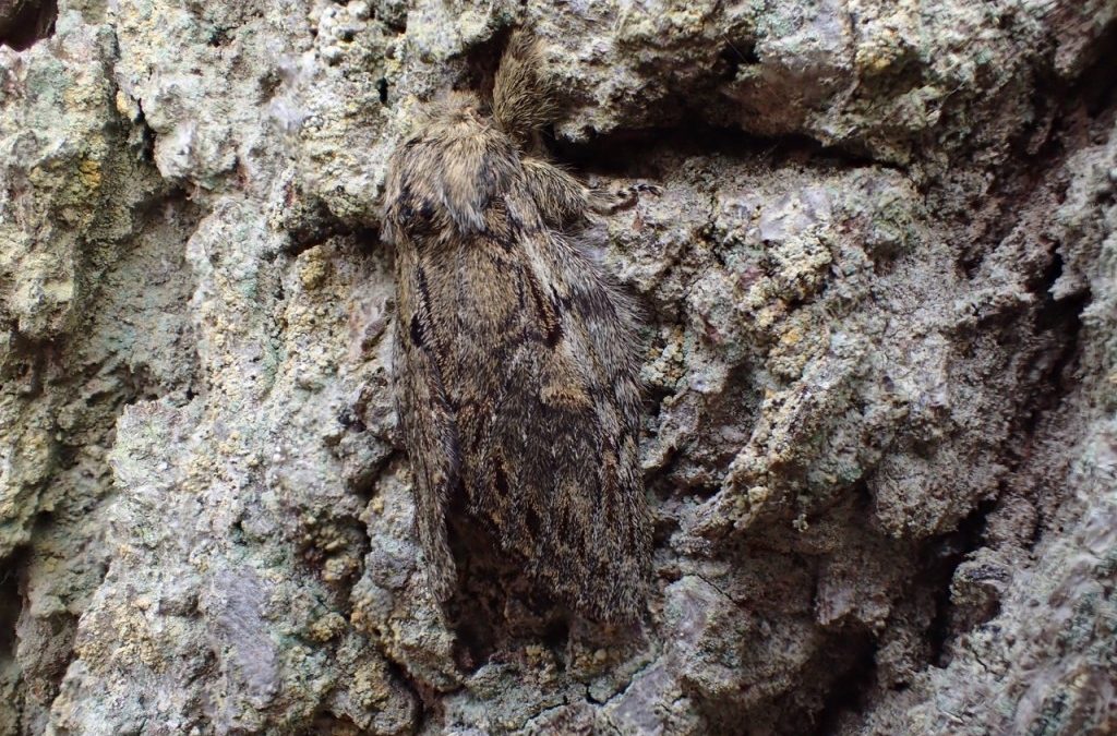 Great Prominent (Peridea anceps)