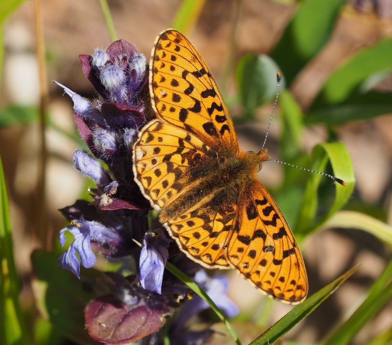 Pearl-bordered Fritillaries, Boloria euphrosyne