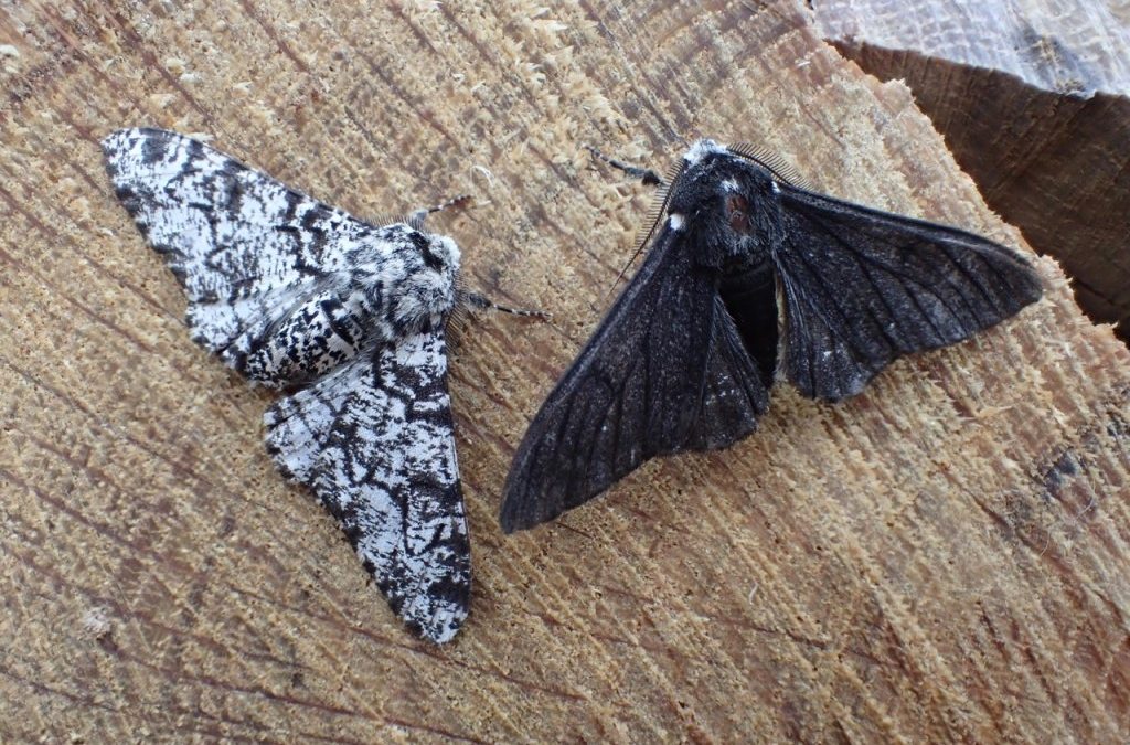 Peppered Moths (Biston betularia)