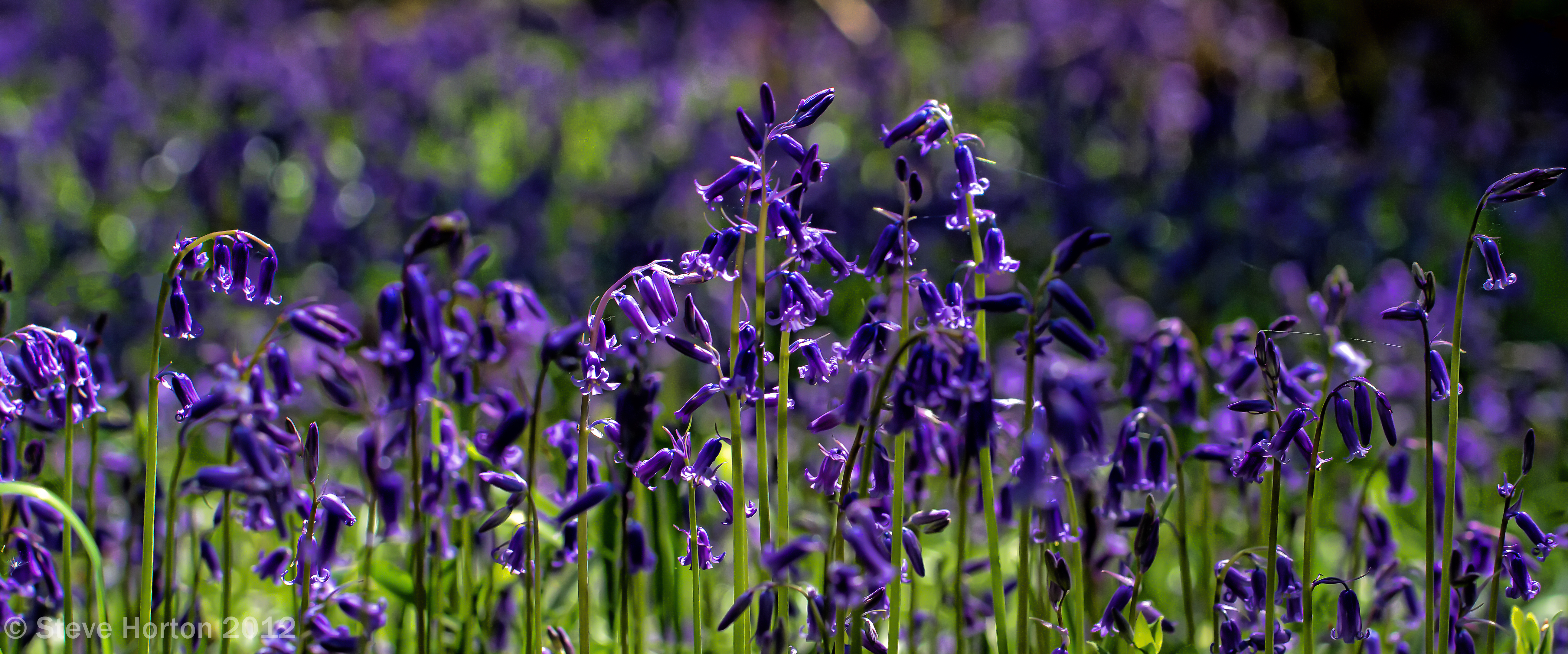 Bluebells