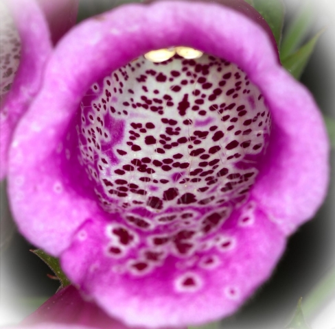 Foxglove