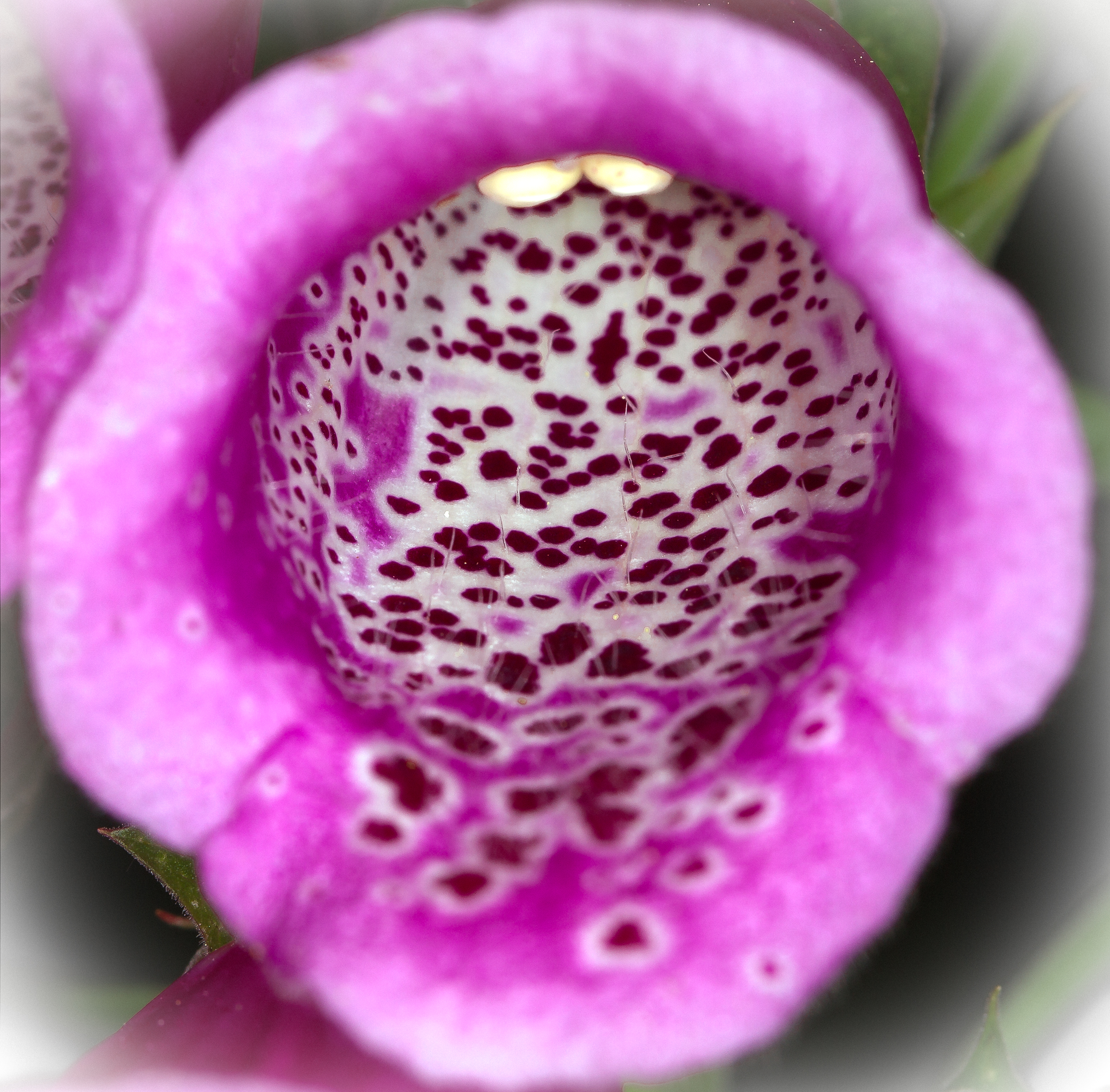 Foxglove