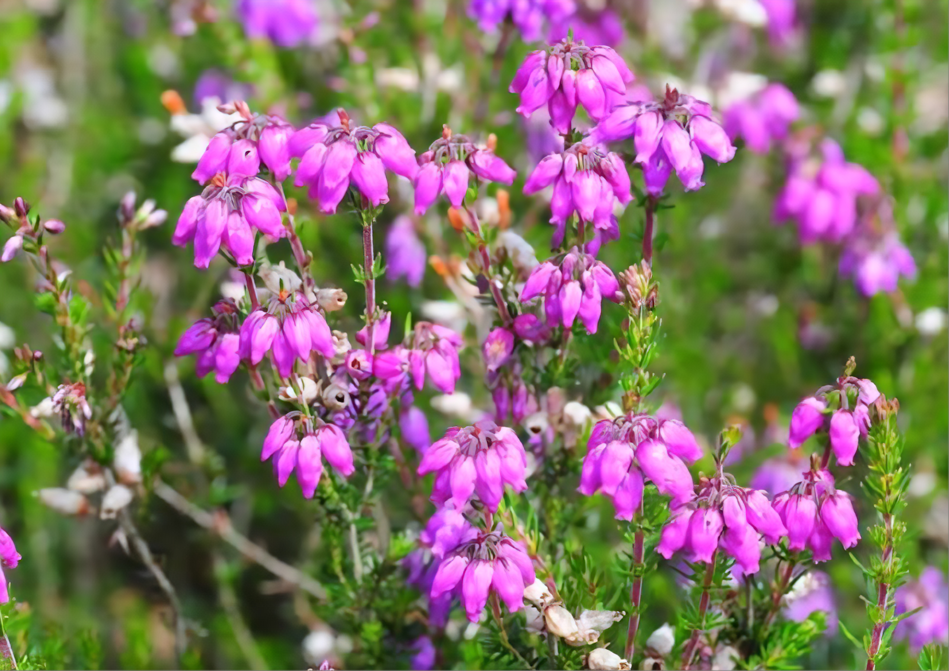 Bell Heather