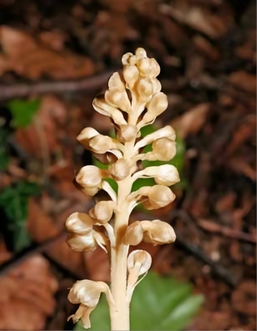 Bird-nest Orchid