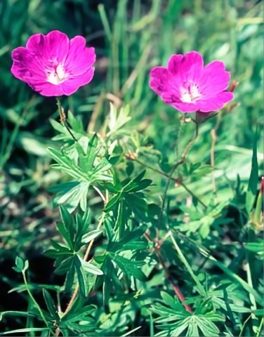 Bloody Cranesbill