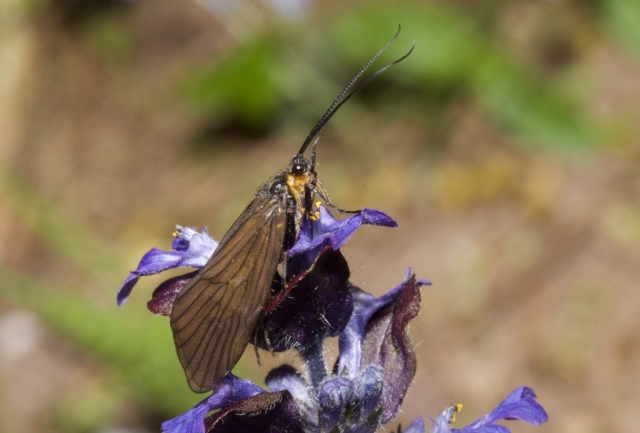 Caddis Fly - Oligotricha striata