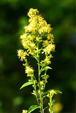 Goldenrod