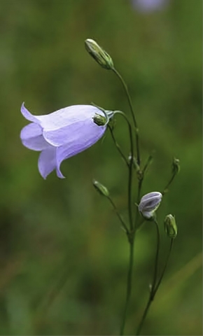 Harebell