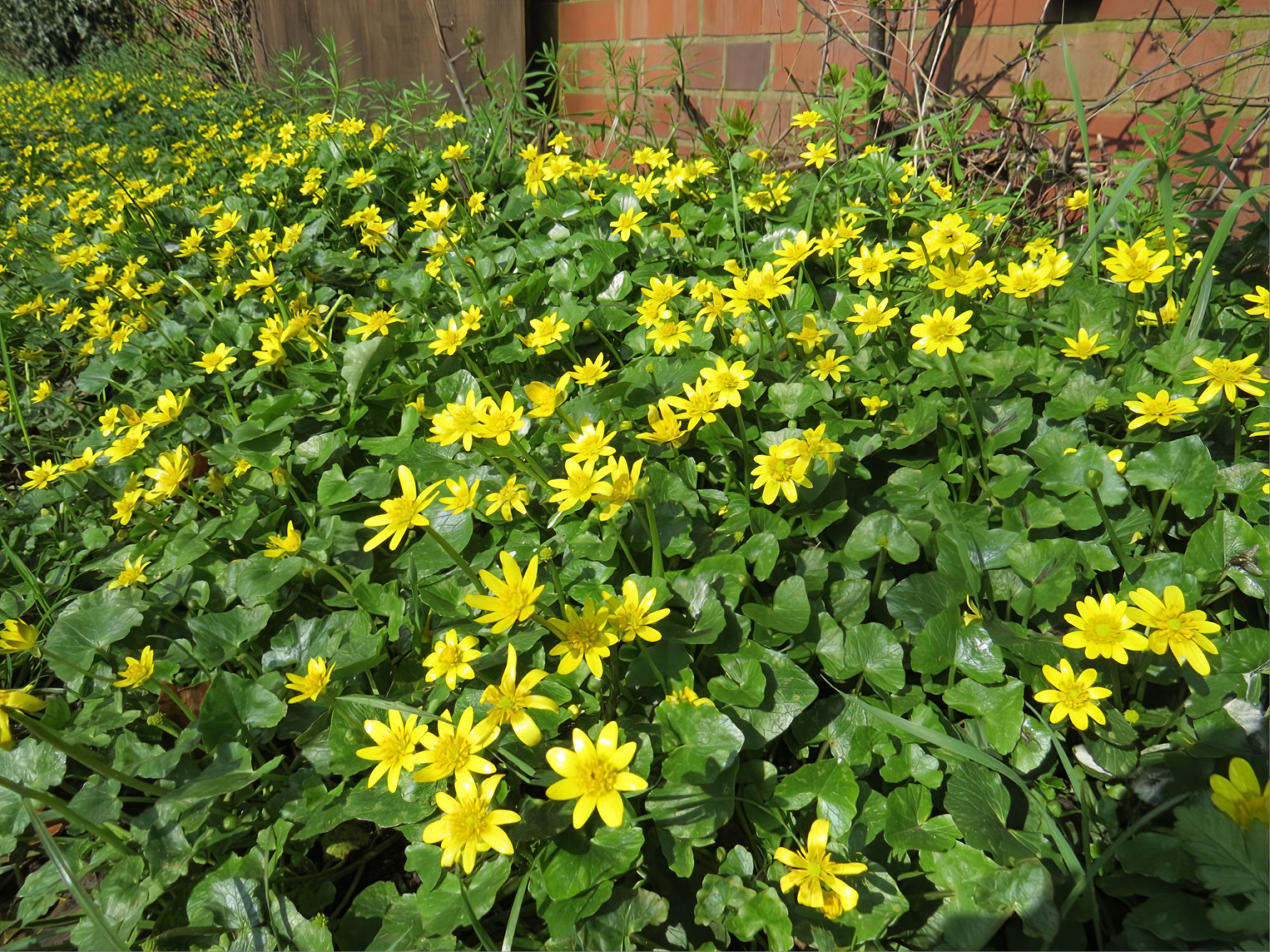 Lesser Celandines