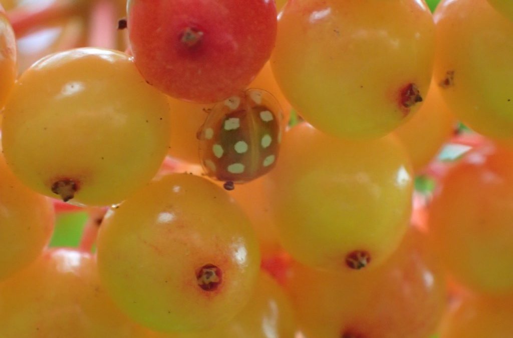 Orange Ladybird (Halyzia sedecimguttata)