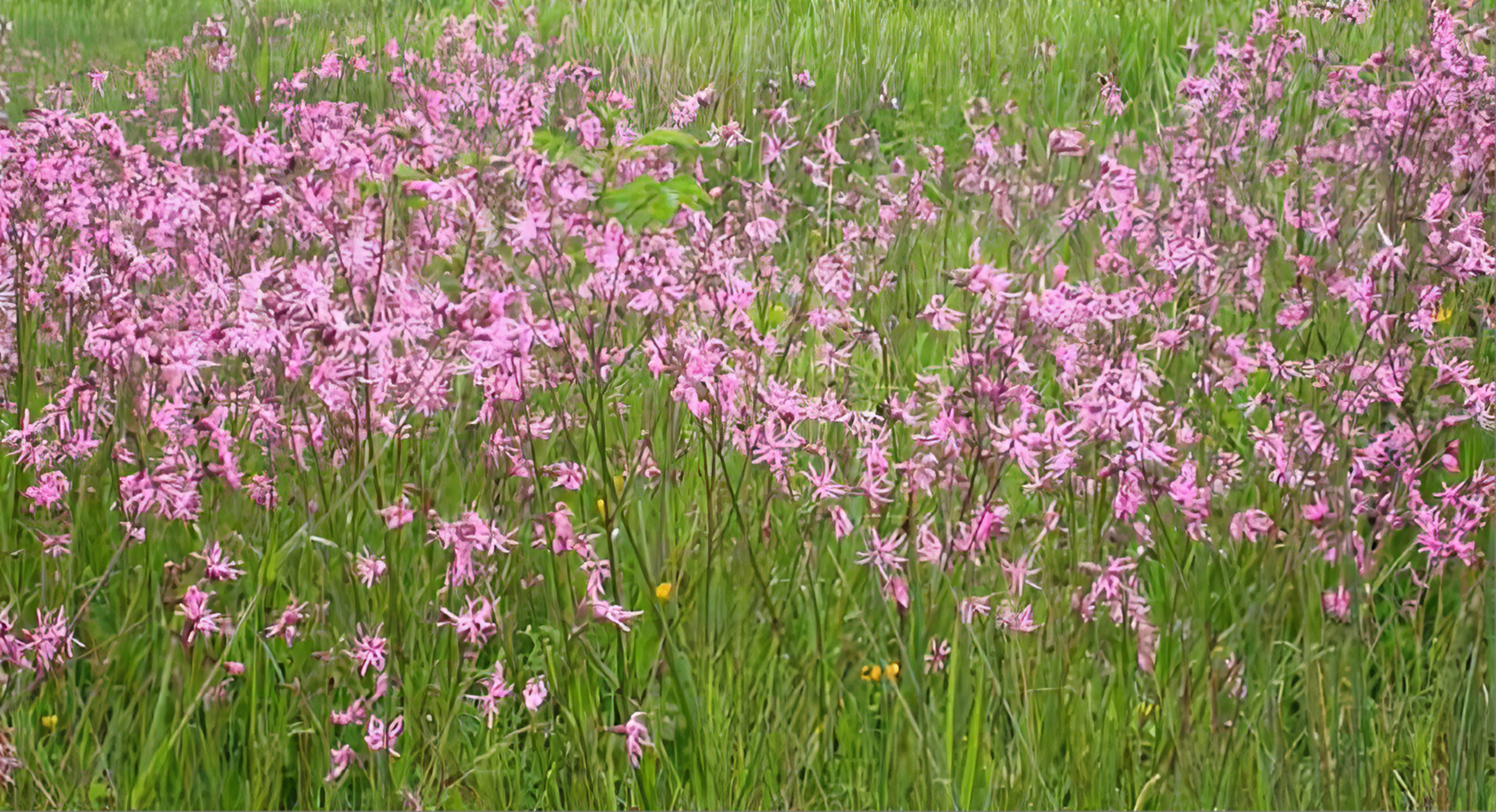 Ragged Robin<i>Latin </i>