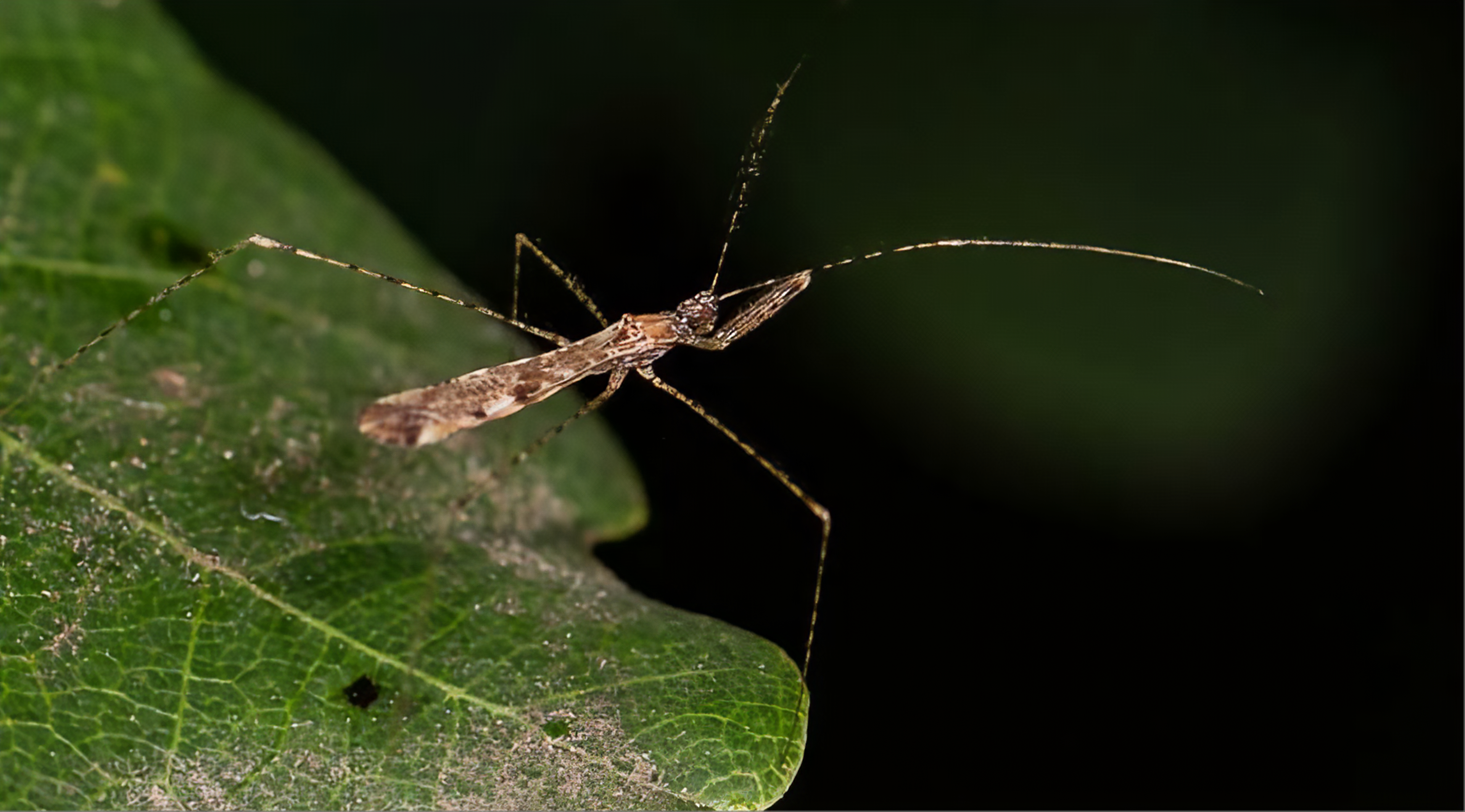 Assassin Bug