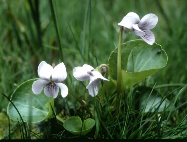 Marsh Violet