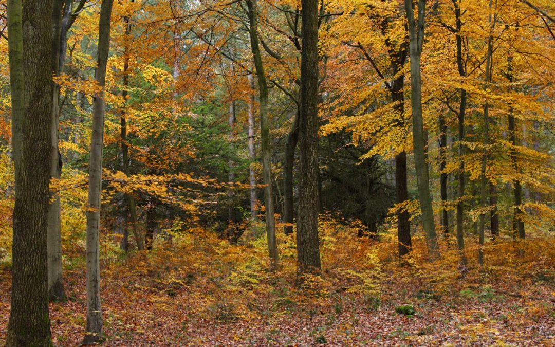 Autumn Woodland