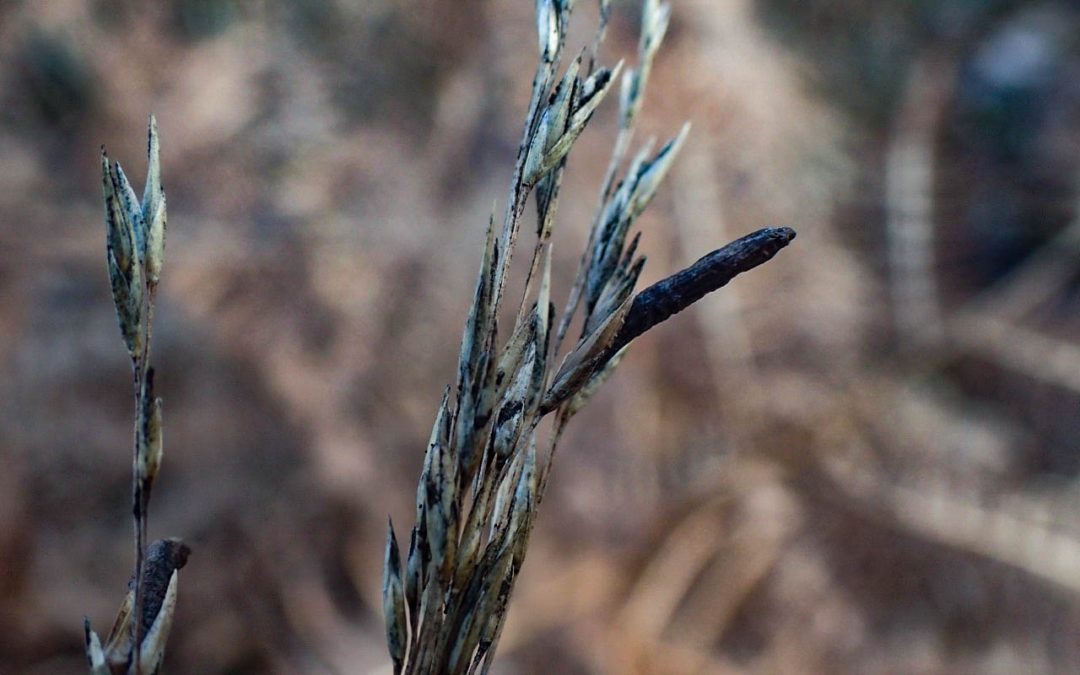 Ergot in Purple Moor Grass