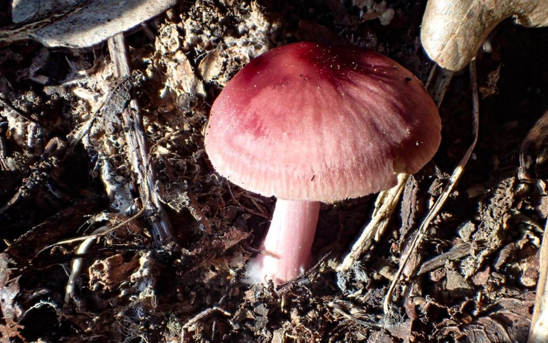 Rosy Bonnet (Mycena rosea)