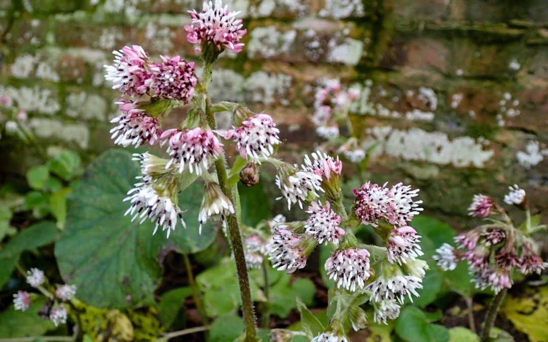 Winter Heliotrope (Petasites fragrans)