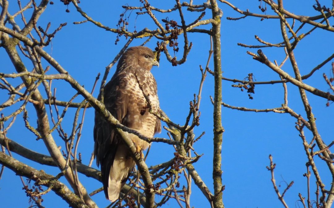 Buzzard in ash tree