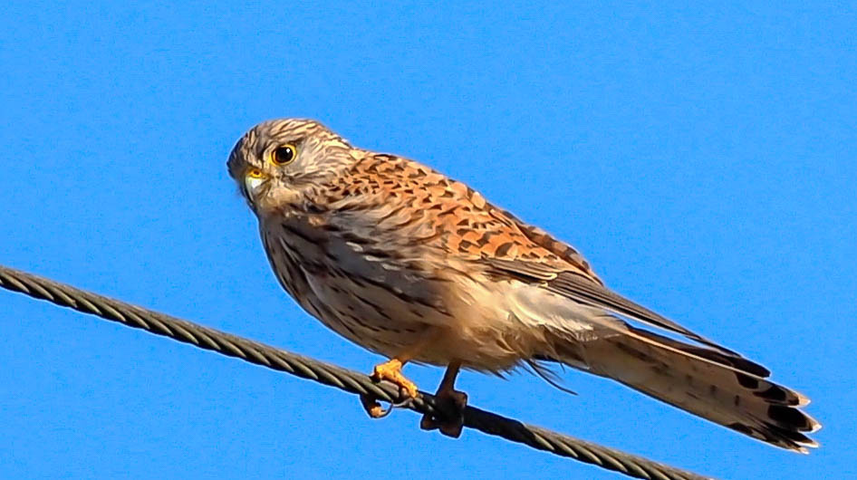 Juvenile Kestrel