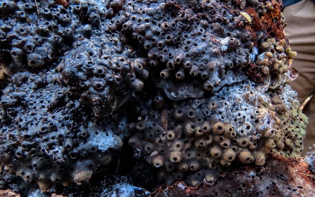 Galls in Bracket Fungus