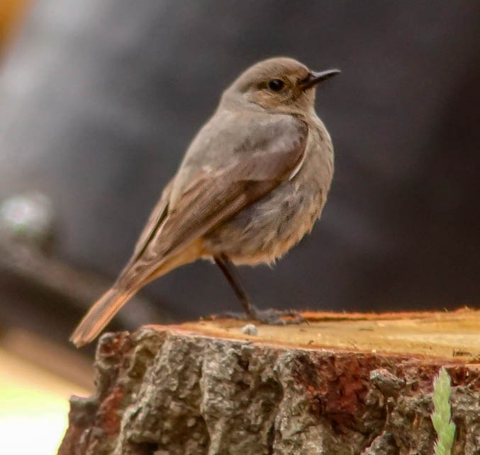 News just in … Black Redstart sightings!