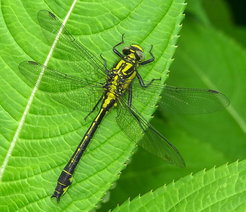 Clubtail Dragonfly