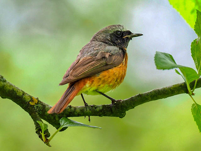 Redstart – a welcome summer visitor