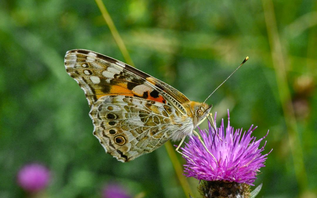 A butterfly without borders