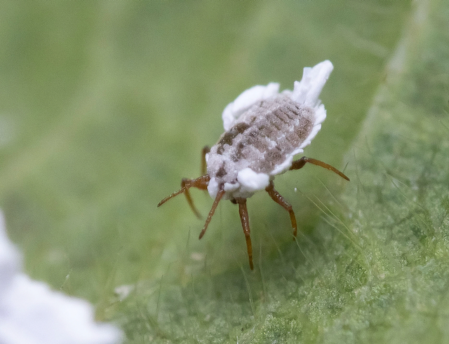 Nettle Ensign Scales Orthezia urticae