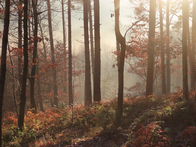 Misty Day in Withybed Wood