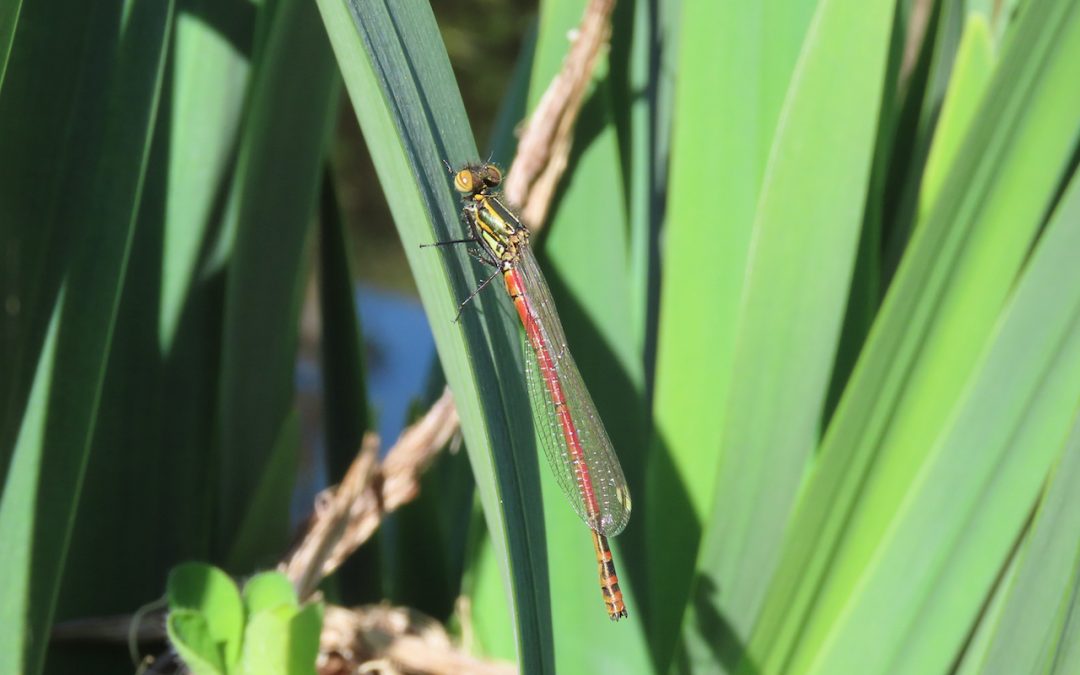 Large Red Damselfly – Pyrrhosoma nymphula