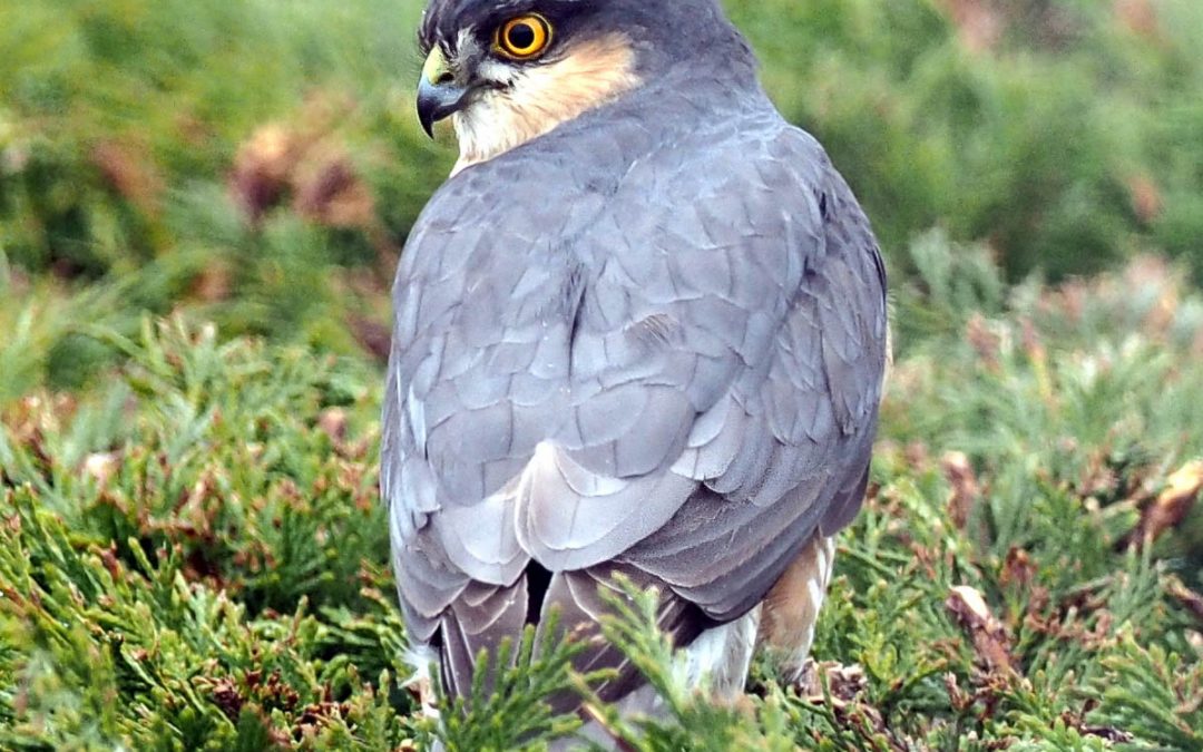 Sparrowhawk alert!