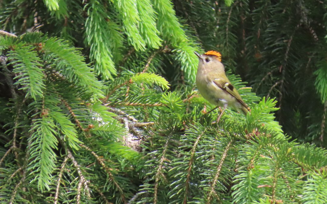 Displaying Goldcrest