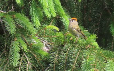 Displaying Goldcrest