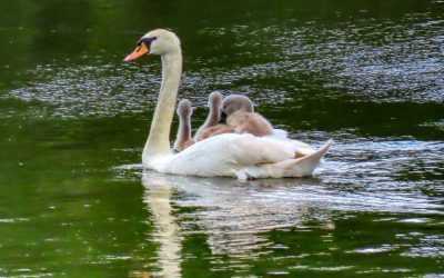 Cygnets hitching a lift.