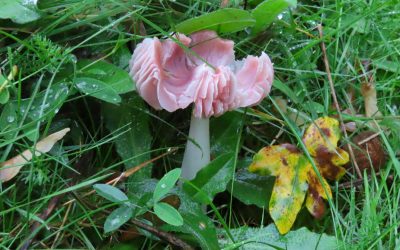 Waxcaps